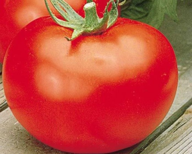 Better Boy Hybrid Tomato Seeds